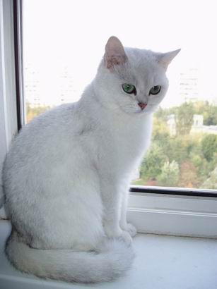 британская кошка шиншилла Petunia Snow Queen