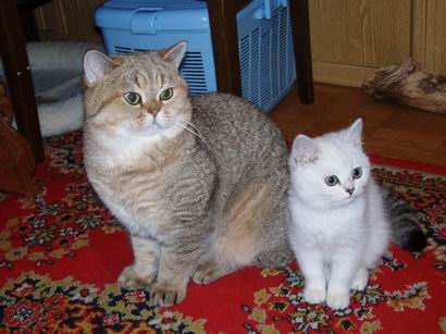British tomcat Golden-Ivanhoe (golden shaded) and Oskar Peppercats (kitten)