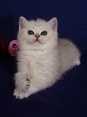 серебристая плюшевая британская кошка Gloria Peppercats