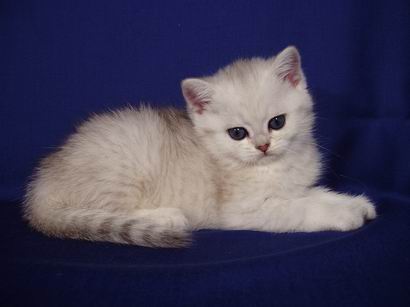 британская короткошерстная кошка Gloria Peppercats серебристая шиншилла
