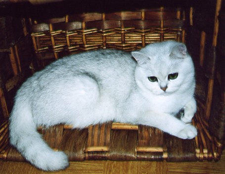 британская кошка Petunia Snow Queen 