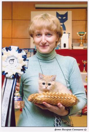 на выставке британская кошка Heliya Peppercats золотая шиншилла
