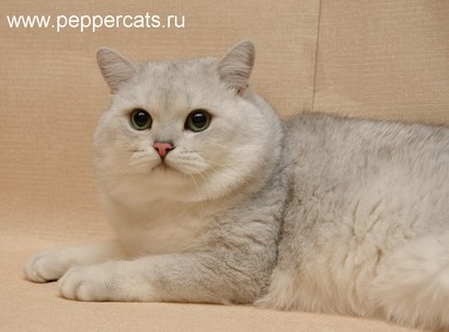 кот британец шиншилла