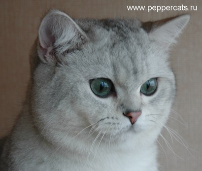 британский кот шиншилла Kay Peppercats