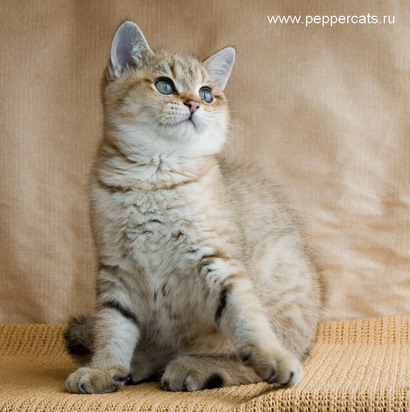 Британский котёнок Chrysolit Peppercats