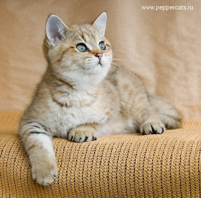 Британский котёнок золотая шиншилла Chrysolit Peppercats